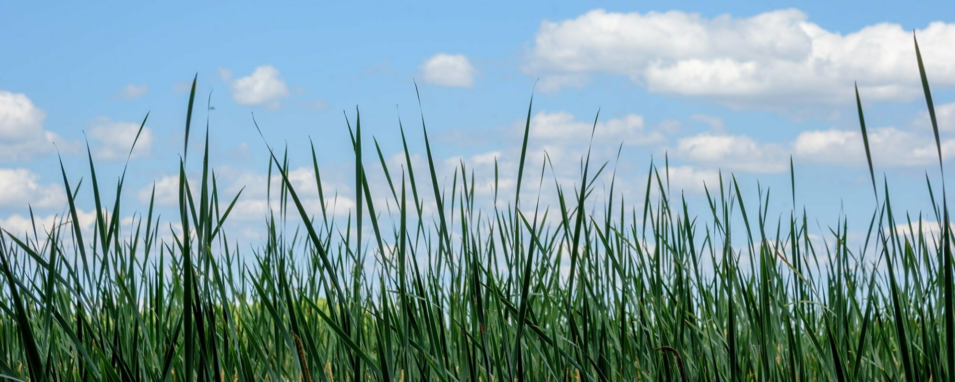 Les allergies saisonnières