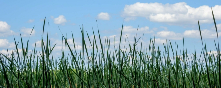 Les allergies saisonnières